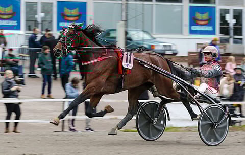 Halley Wania on karsintaillan mielenkiintoisimpia hevosia.