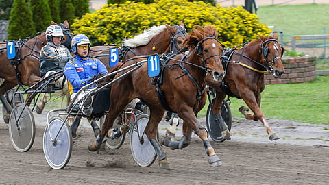 Mikko Huttunen ja Reijo Anteroisen omistama, kasvattama ja valmentama 14-vuotias Kopsu ovat napanneet tänä vuonna jo viisi voittoa.