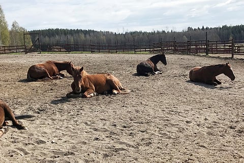 Hevosten makuu- ja lepokäyttäytymisen mahdollisuuksien arviointi sekä hevosten sosiaalisen käyttäytymisen eri muotojen arviointi tulevat olemaan osana Suomeen luotavaa mittaristos