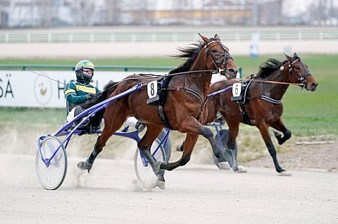Callela Nelson kohtaa omassa Derby-karsinnassaan Halley Wanian.