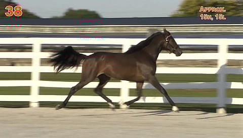 Maanantain kallein ravivarsa Date Night Hanover ravaa topakasti esittelyvideolla. Kuvankaappaus: