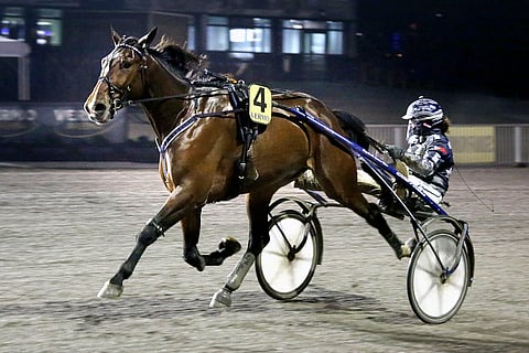 Stonecapes Victor on kauden alun alisuorittamisista huolimatta voittanut 4 kertaa seitsemästä kilpailustaan.