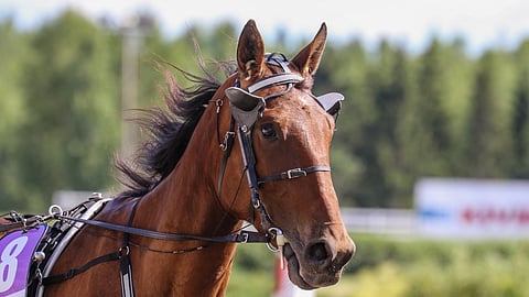 Stormy Striden statistiikaksi 23 startista jäi 4-5-5 ja ennätkseksi 13,3ake.