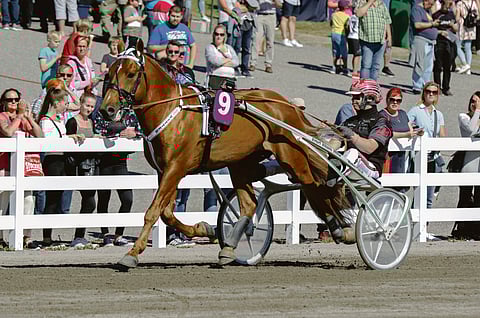 Kaikkien aikojen nopein suomenhevonen Vitter keskittyy jatkossa enää siitosuraan.