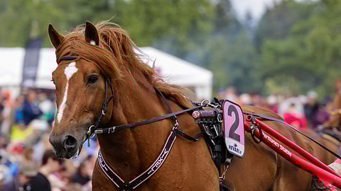 Kovakuntoisen Vixelin laukkaprosentti on tänä vuonna 40. Osaa ori voittaa laukoista huolimattakin ja on yksi illan varmoista.