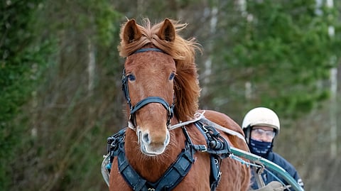 Suvionni voitti vuosi sitten joulun alla kuusi kertaa peräkkäin.