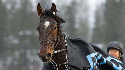 Jarmo kuuselan silmäterä All Star Mint on vuoden voitokkain lämminverinen.