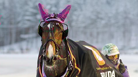 Stonecapes Violet on totuttu näkemään nimeään mukailevan värisissä vermeissä.