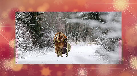 Jouluaatto tuli ja meni, tässä oikeat vastaukset Hevosurheilun joulun kuva-arvoituksiin