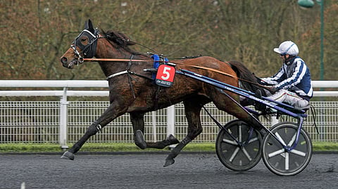 Horsy Dream nostaa päätään, kun H-hetki lähestyy.