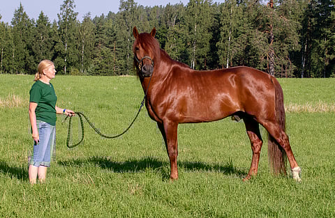 Lissun Eerikki Minna Luukkosen esittämänä.