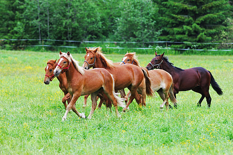 Hevosten laiduntaminen tehostaa maaperän ja kasvillisuuden kykyä sitoa hiiltä, analyysissä todetaan.