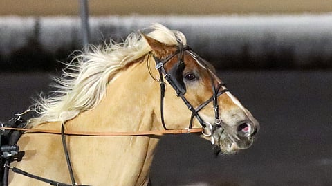 Villieläin voitti keskiviikkona Toto65:ssä.