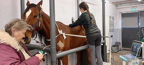 Kimpanvetäjä Aila-Maija Kunnari seurasi, kun eläintenhoitaja Eveliina Teivainen valmisteli Icecream Inin eläinlääkäri Leena Puupposen tutkimusta varten.