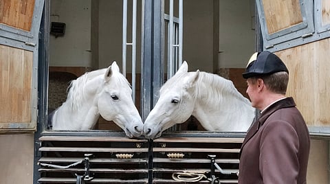 Wienin Espanjalaisen ratsastuskoulun esiintyjiä.