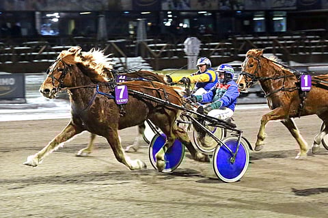 M.A. Piste voitti tammojen KK-23-lähdön jo alkukuusta Vermossa ja jahtaa lisäpisteitä perjantaina Kouvolassa.