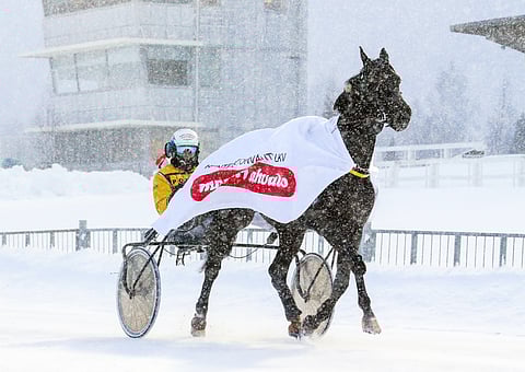 Leader Brodde on tottunut menestymään Suomen talvessa.