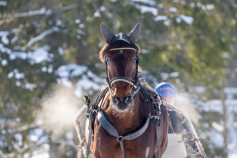 Ice Winen voi nähdä viimeistä kertaa kilparadoilla tulevana lauantaina Vermossa.