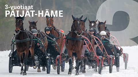 Perttusen tallin treeniryhmän vasenta jonoa vetää: Timjan Wania ja Reijo Taskinen, perässään Orlando Madrik ja Like Your Way. Oikeaa Prima Matilda ja Tapio Perttunen, joita seuraavat Lady Cash, Bid On Princess ja E.L. Lamour.