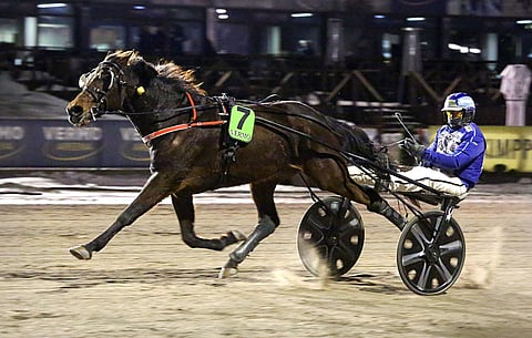 Hierro Boko on ensimmäinen tämän vuoden Seinäjoki Raceen kutsuttu suomalaishevonen.