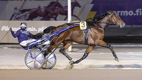 4-vuotias isokokoinen ruuna Stonecapes Victor on voittanut kuudesta kilpailustaan neljä.