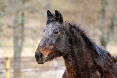 Express It syntymäpäiviensä aattona.