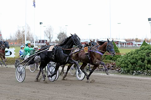 Viime syksyn St. Legerissä Consalvo kukisti kirikamppailussa Main Stagen. Kultaloimessa kilpailumatka on lähes yhtä pitkä, 2609 metriä.
