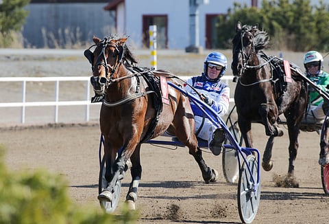 Magical Prince hakee lämminveristen Oulu Expressissä ykkösradalta koko matkan johtoa.