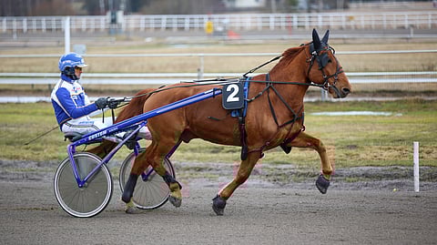 Turun lauantairaveissa 25.3. Esa Holopainen ohjasti Vireveriä ensimmäisen kerran häviten vain niukasti Dalton Buugille.