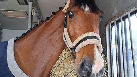 Uusi hevonen Sligo Castle Jagomar.