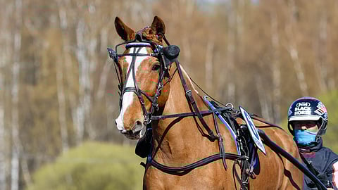 Pertturi/Roni Waarna jatkaa kauttaan Ylä-Savon Hippoksella.