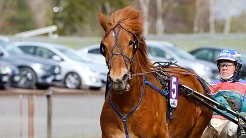 M.A. Pisteellä on menossa uran paras kausi. Tänä vuonna tamma on kilpaillut jo 20 kertaa totosijoin 2-3-3 ja tienannut 26 400 euroa. Kari Rosimo toimii tamman luottokuskina.