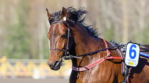 Hierro Boko matkaa kohti uusia kansainvälisiä seikkailuja.