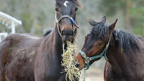 Laumaeläin haluaa syödä laumassa. Hevosilla syöntiä ei ole juuri tutkittu, mutta lypsylehmistä tiedetään, että ne syövät enemmän, kun ne saavat syödä vierekkäin.