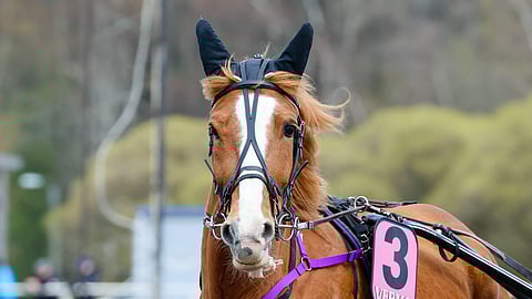 Annan hurmaa kilparadoilla.