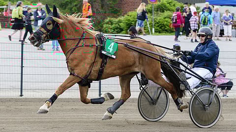 Demeterin viimeiseen 10 starttiin on tullut laukkamerkki. Siitä huolimatta tammalla on sauma menestyä.