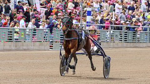 Piccadilly kilpaili viime toukokuussa Solvallassa ravatussa Sweden Cupissa.