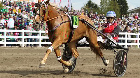 Ikäluokkatähti Taruntuuli voitti vuonna 2014 mm. Oulu Expressin SE-tuloksella 25,5a. Arkistokuva on Lahden kuninkuusravilauantailta vuodelta 2019, kun tamma osallistui kotiradallaan oheislähtöön.