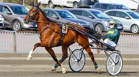 Zingaling starttaa tänään radalta 2. Kuvassa ruunaa ohjastaa Hannu Torvinen, mutta Teivossa kyydissä on Hannu Hietanen.