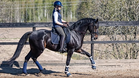 Tantsor edustaa Raiskion suosimaa perinteistä ukrainalaista kasvatusta, joka on tuonut hevosiin herkkää energiaa, yhteistyötä sekä jaloutta.