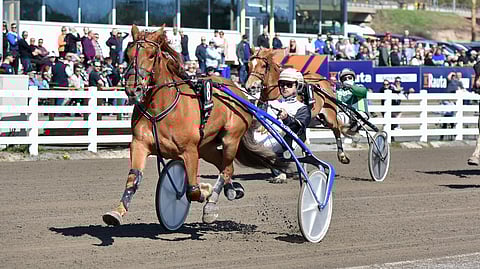 Siirin Veeti on aloittanut kauden hienosti. Yhdeksään starttiin se on juossut 4 voittoa ja viime starttiin tuli yksi niistä.