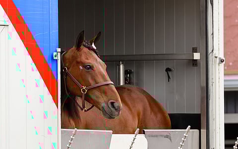 Maahantuotu hevonen on ilmoitettava rekisterinpitäjälle 7 vuorokauden kuluessa.