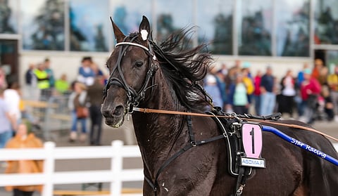Run For Royalty pyrkii uusimaan viimevuotisen voittonsa Suur-Hollola-ajossa.