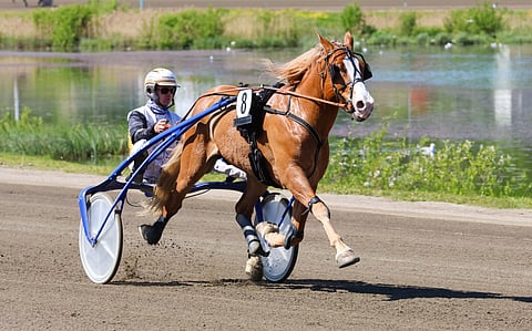 Stallone on jo kolminkertainen Ruunaruhtinas.