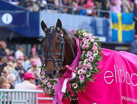 Hohneck Elitloppet-voittajana viime vuonna.