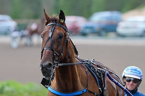 American Hero on keulapsyykillä kierroksen paras varma.