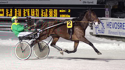 Reijo Tauriainen tunnetaan kuvassa olevan Thelma Zetin takaa. Nyt hän ajaa tamman ensimmäistä varsaa vihjeen ideavarmana.