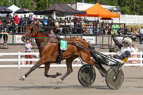 Velvet Gold jatkaa Suur-Hollola-ajon Viisivuotistähden voittajana Kaustisen Isla-ajoon.
