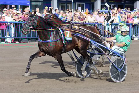 Bolt Kronos on menestynyt Nina Pettersson-Perklénin tallista mukavasti.