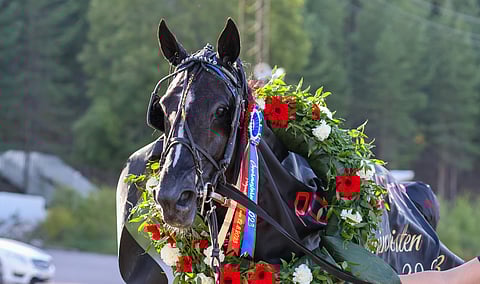 Talli Hietsut Oy & Huotari S. & Jurvanen K. on kasvattanut ja Team Consalvos omistaa 6-vuotiaan Consalvon.